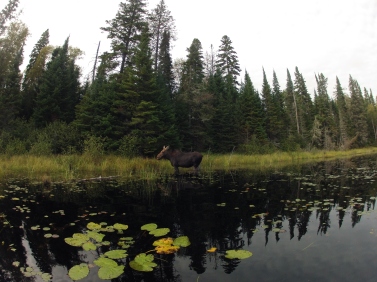 Moose sighting in Algonquin Park 2014, after the last portage on the last day of the trip.